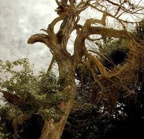 Явор Стефанов фотограф